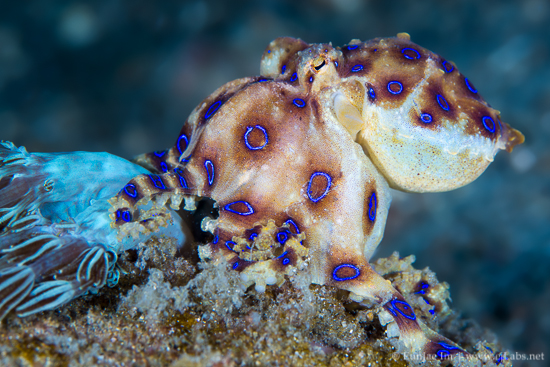 Blue Ring Octopus carrying Eggs