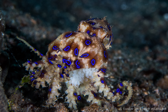 Blue Ring Octopus with Eggs