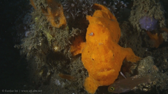 Frogfish hunting slow motion