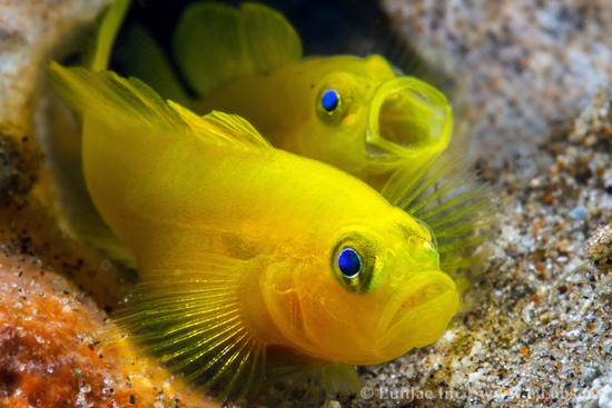 Pair of yellow pygmy-goby
