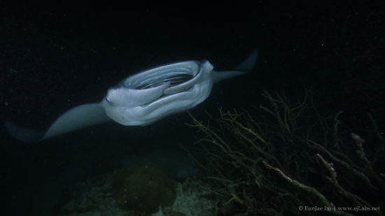 Manta ray feeding at night