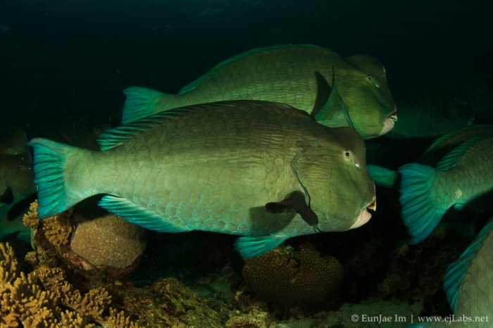 Humphead Parrotfish