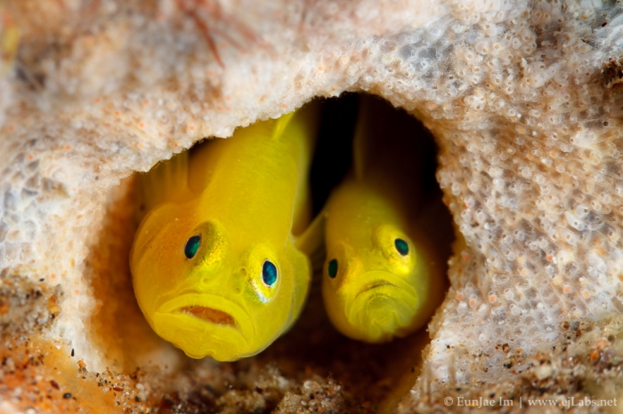 Pair of yellow pygmy-goby