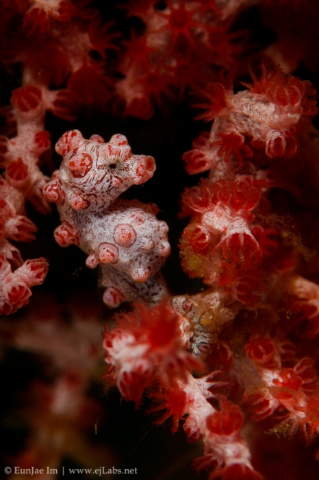 Pygmy seahorse - Hippocampus bargibanti