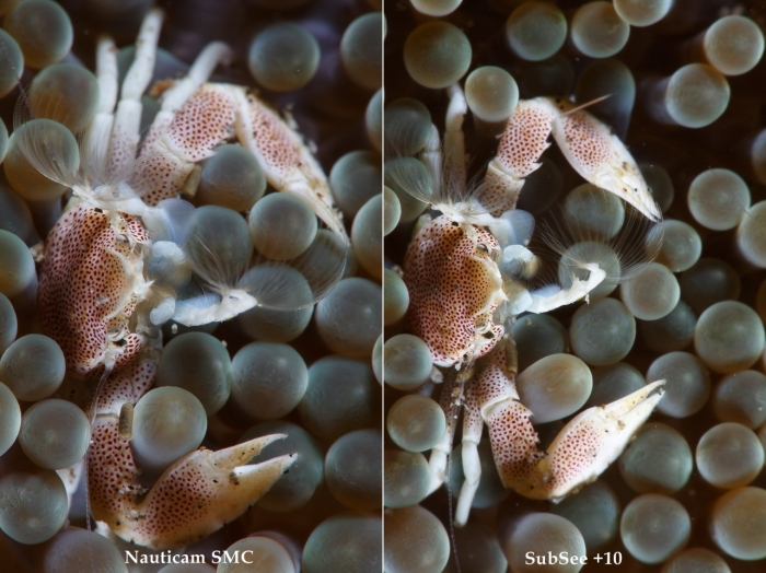 100mm + SMC (left) / 100mm + SubSee +10 (right)