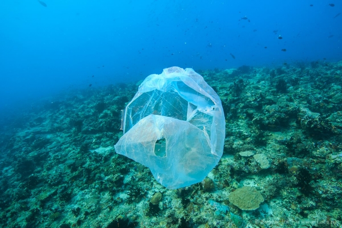 바다를 떠나니는 이런 쓰레기는 거북이에게 해파리 즉, 먹이감으로 보입니다. 이런 플라스틱 쓰레기는 거북이 뿐만 아니라 돌고래와 고래도 죽입니다.