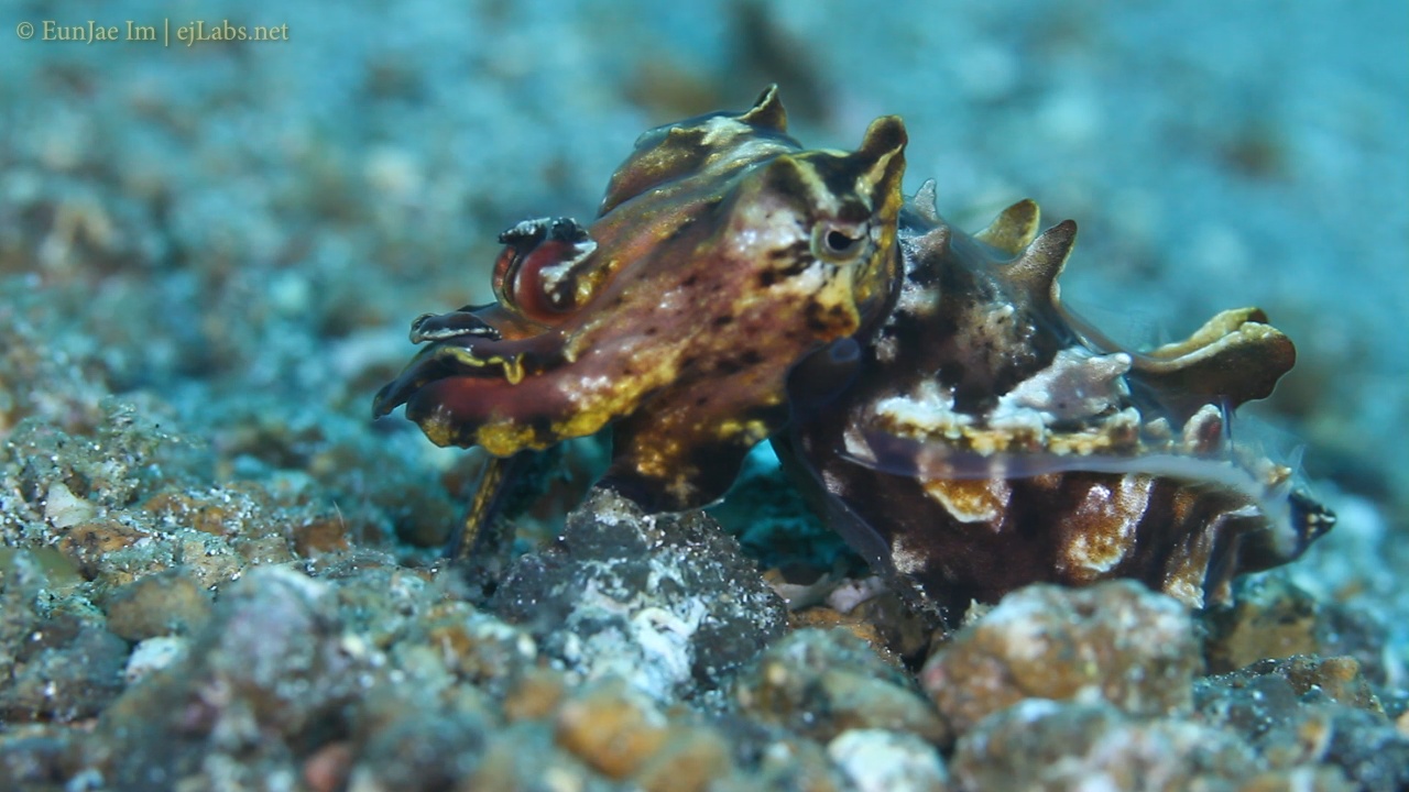 Flamboyant cuttlefish (Metasepia pfefferi)
