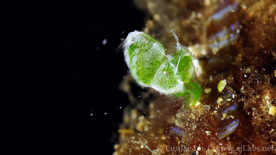 Lembeh Green Hairy Shrimp – Video
