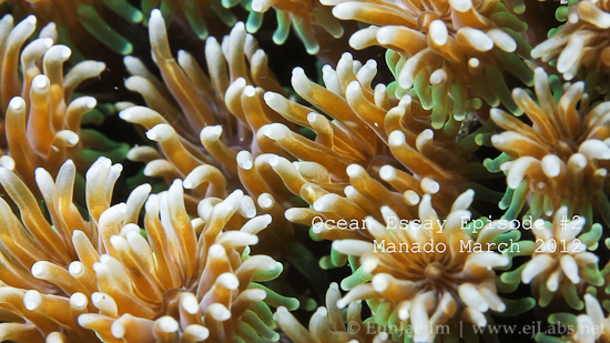 Ocean Essay Episode #02: Manado March 2012