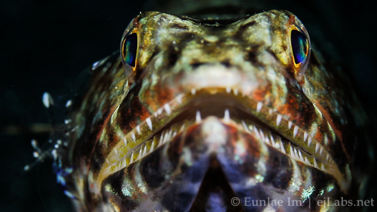 Lizardfish Getting Cleaned By Shrimp