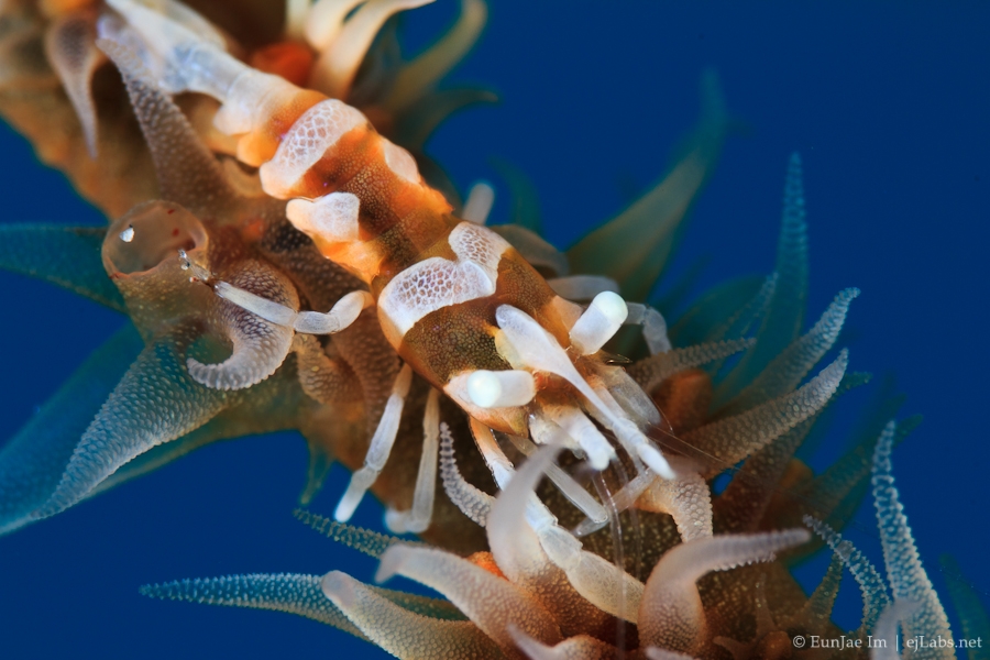 Zanzibar Whip Coral Shrimp – Dasycaris zanzibarica