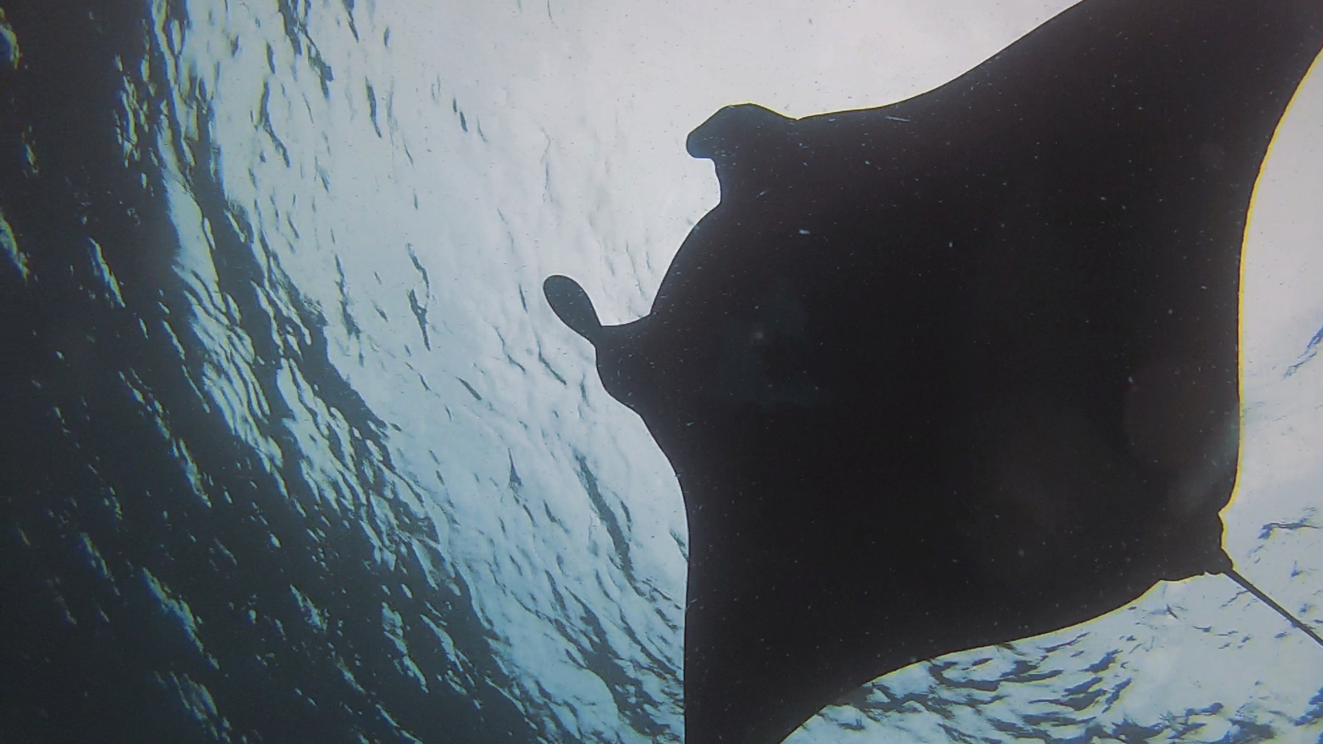 Manta Rays: Gentle Giants of the Sea
