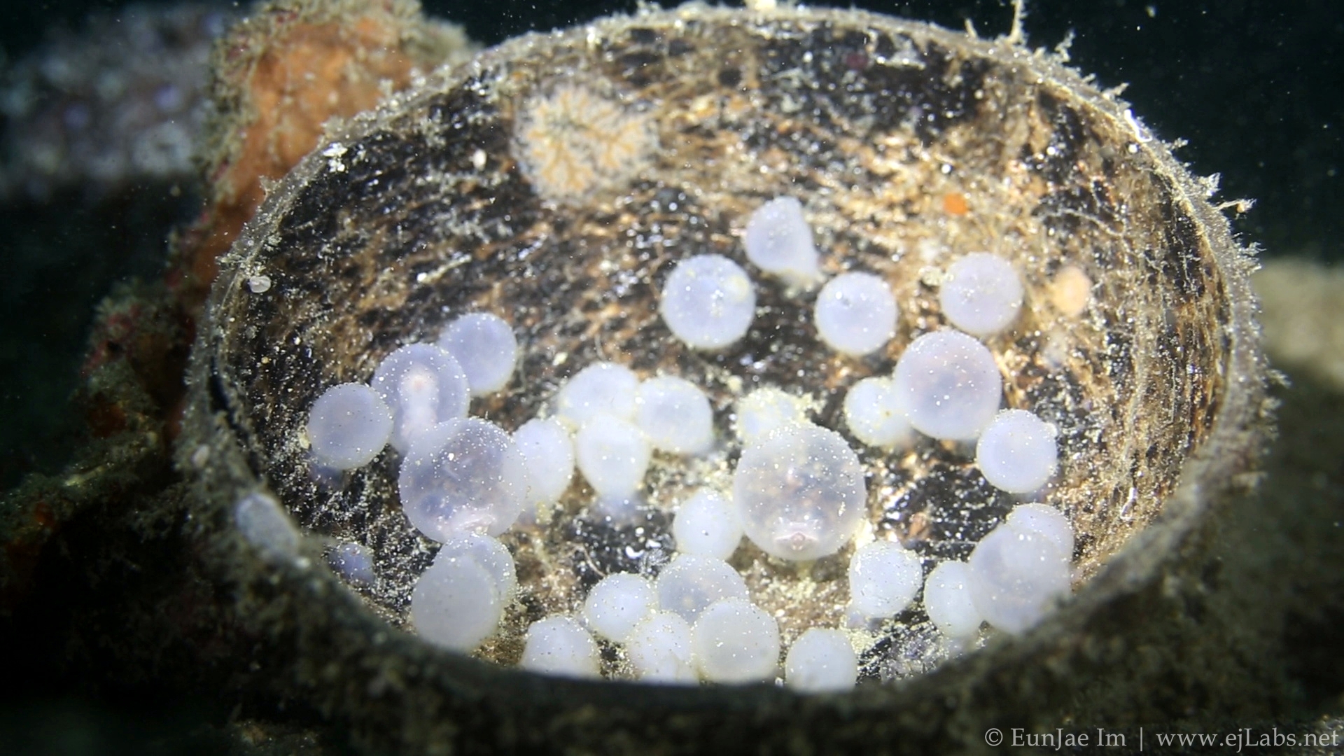Flamboyant cuttlefish eggs – Video
