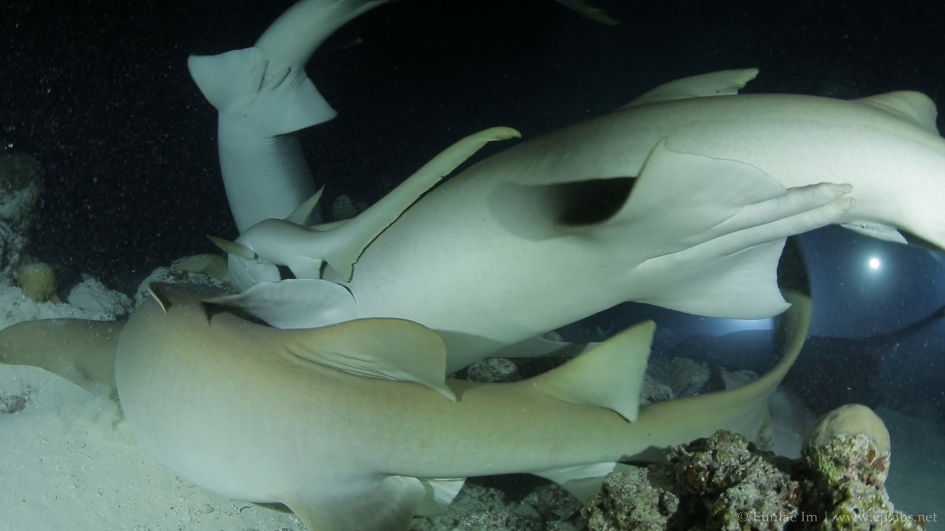 Maldives, Alimatha Jetty, Night dive with sharks