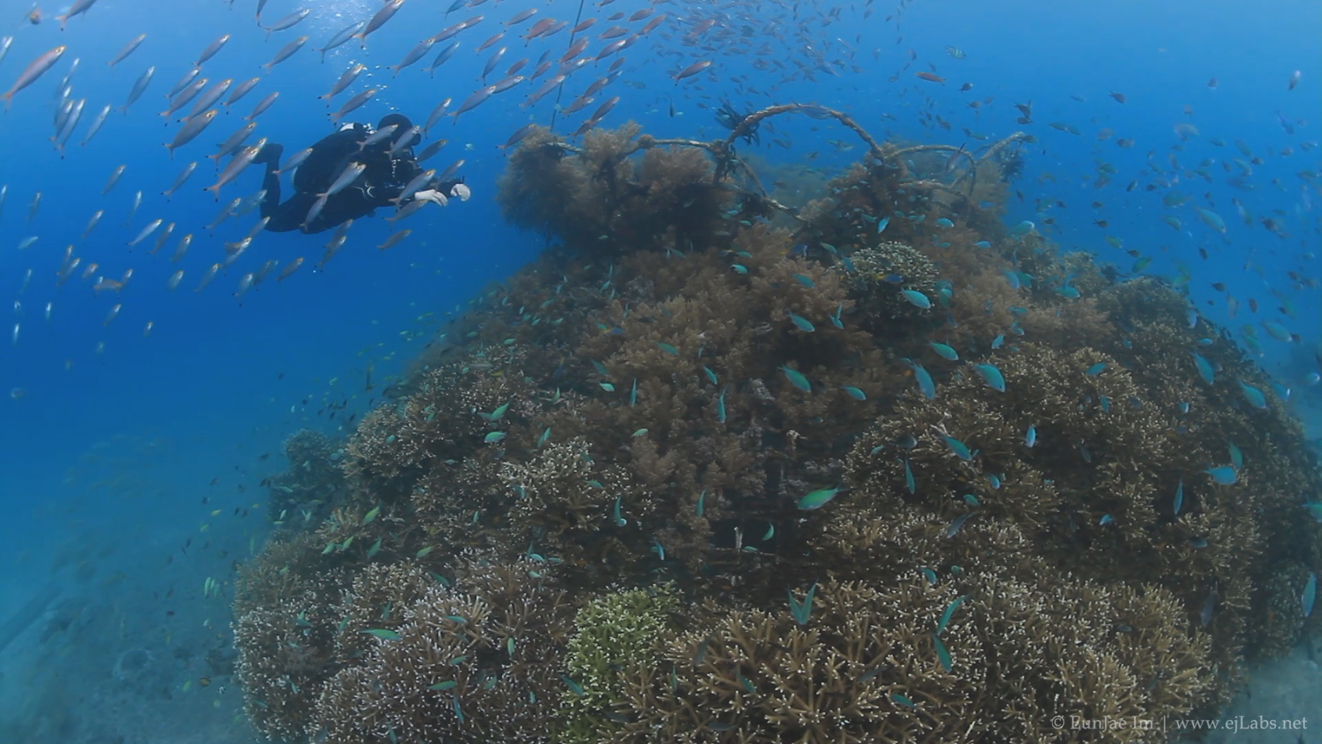 Artificial Reef at Pemuteran, Bali, Indonesia