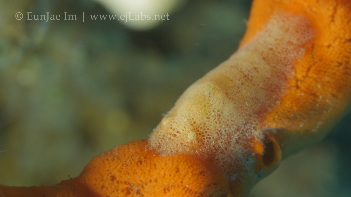 The Cryptic Sponge Shrimp | Paron Shrimp | Gelastocaris paronae