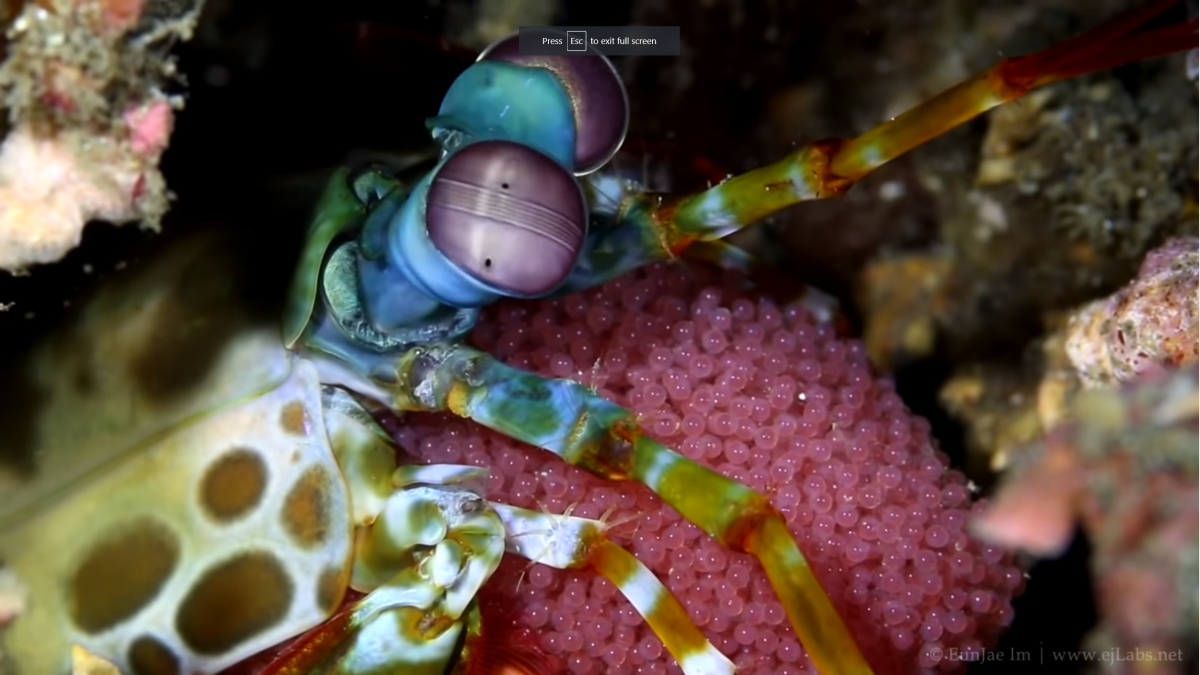 맨티스 쉬림프 | 갯가재 | Mantis Shrimp with Eggs and Eye Close-up