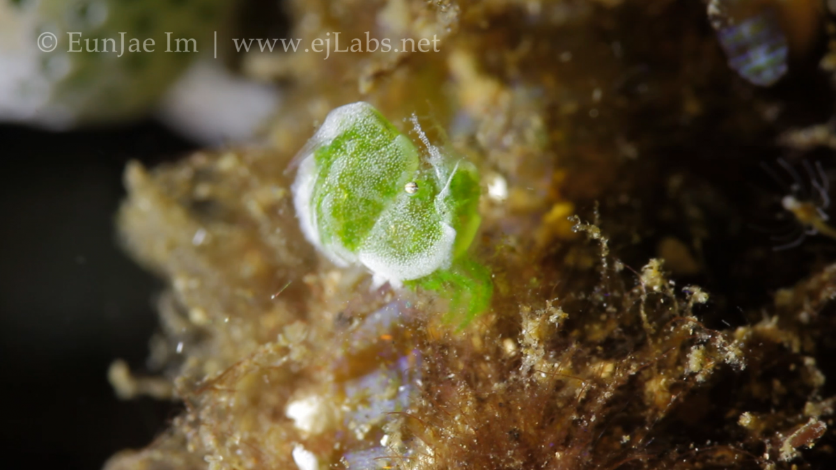 작은 초록 새우 – The Little Green Shrimp – Phycocaris sp.