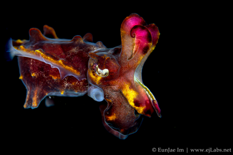 걸어다니는 갑오징어 – 플람보얀 커틀피쉬 | Flamboyant cuttlefish
